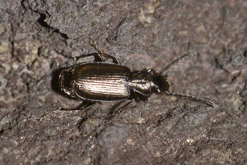 Syntomus sp? Apristus europaeus, Carabidae